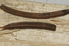 Rhizosphaera kalkhoffii