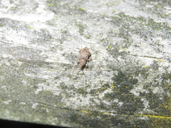 Chalepistes compressus