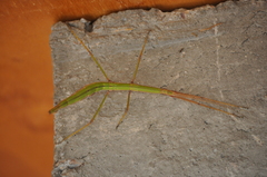 Pseudosermyle tridens