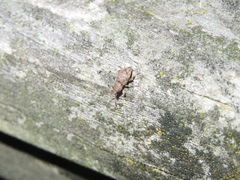 Chalepistes compressus