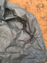 Plethodon chattahoochee