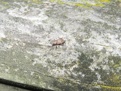 Chalepistes compressus