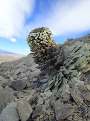 Notothlaspi rosulatum