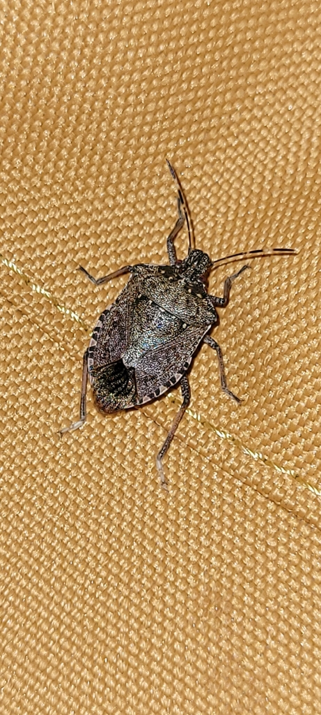 Brown Marmorated Stink Bug in February 2026 by Sean S · iNaturalist