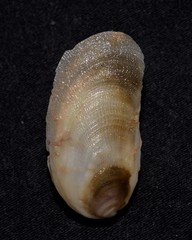 Vulsella