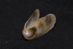 Vulsella