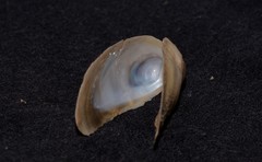 Vulsella