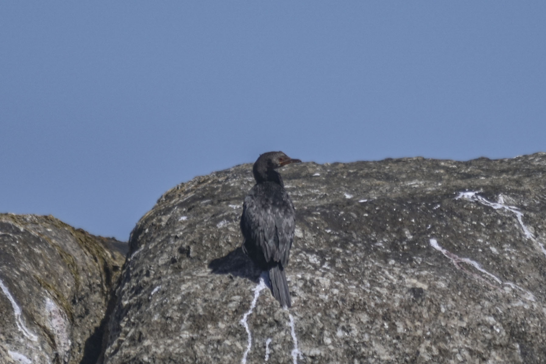 Crowned Cormorant (Microcarbo coronatus), photo 1