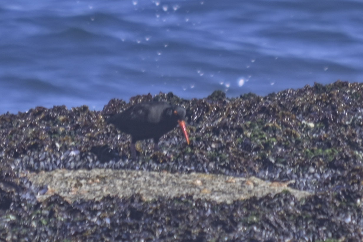African Oystercatcher (Haematopus moquini), photo 6