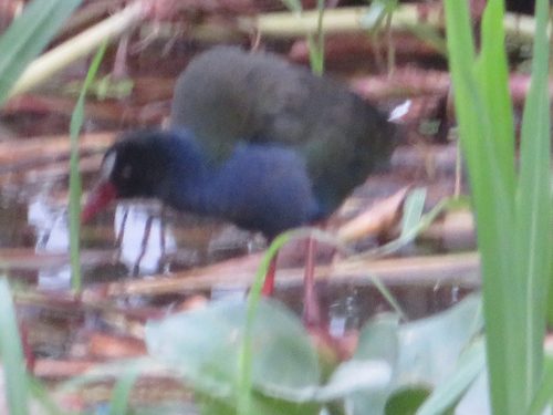 Allen's Gallinule