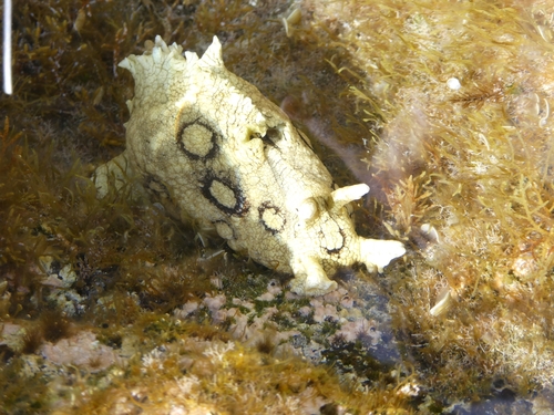 Aplysia dactylomela