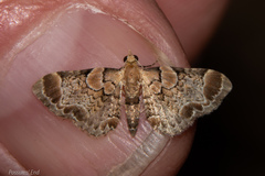 Chloroclystis lichenodes