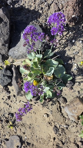 Limonium puberulum, photograph 6
