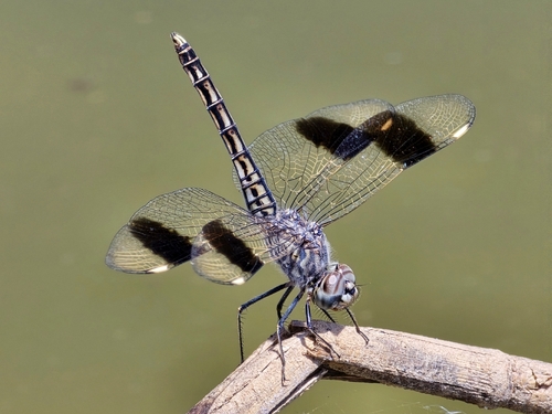 Northern Banded Groundling