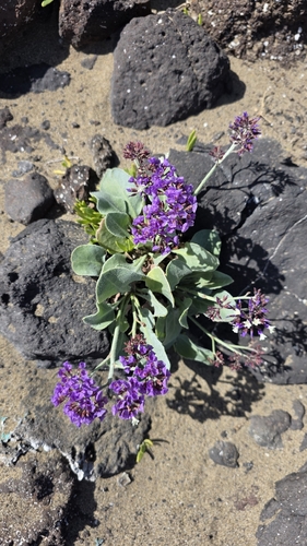 Limonium puberulum, photograph 5
