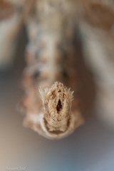 Leucinodes cordalis