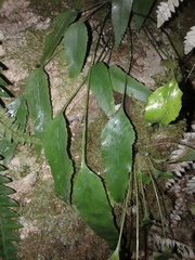 Asplenium lepidotum