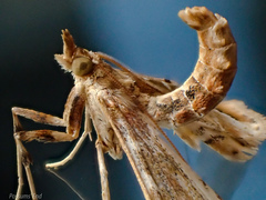 Leucinodes cordalis