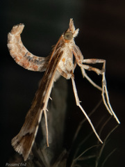 Leucinodes cordalis