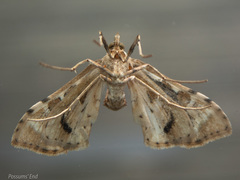 Leucinodes cordalis