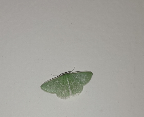 Southern Emerald
