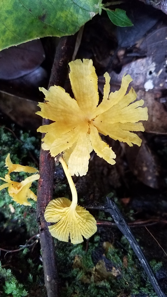 Tricholomopsis aurea · February 2020 · photo: © alan_rockefeller (iNaturalist, cc-by-sa)