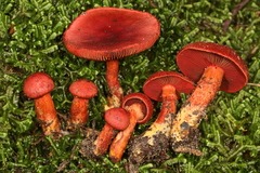 Cortinarius harrisonii