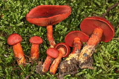Cortinarius harrisonii