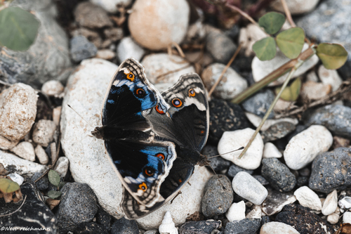 Arabian Blue Pansy
