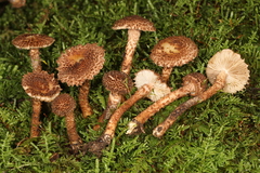 Inocybe hystrix