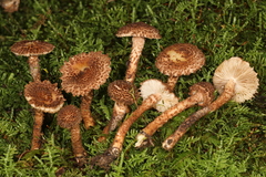 Inocybe hystrix