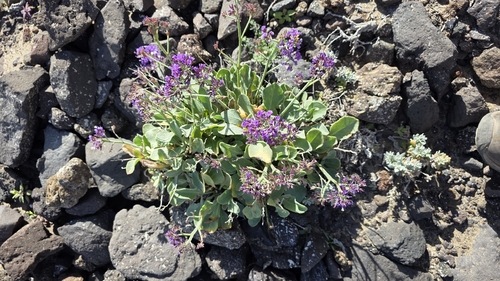 Limonium puberulum, photograph 4
