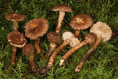Inocybe hystrix