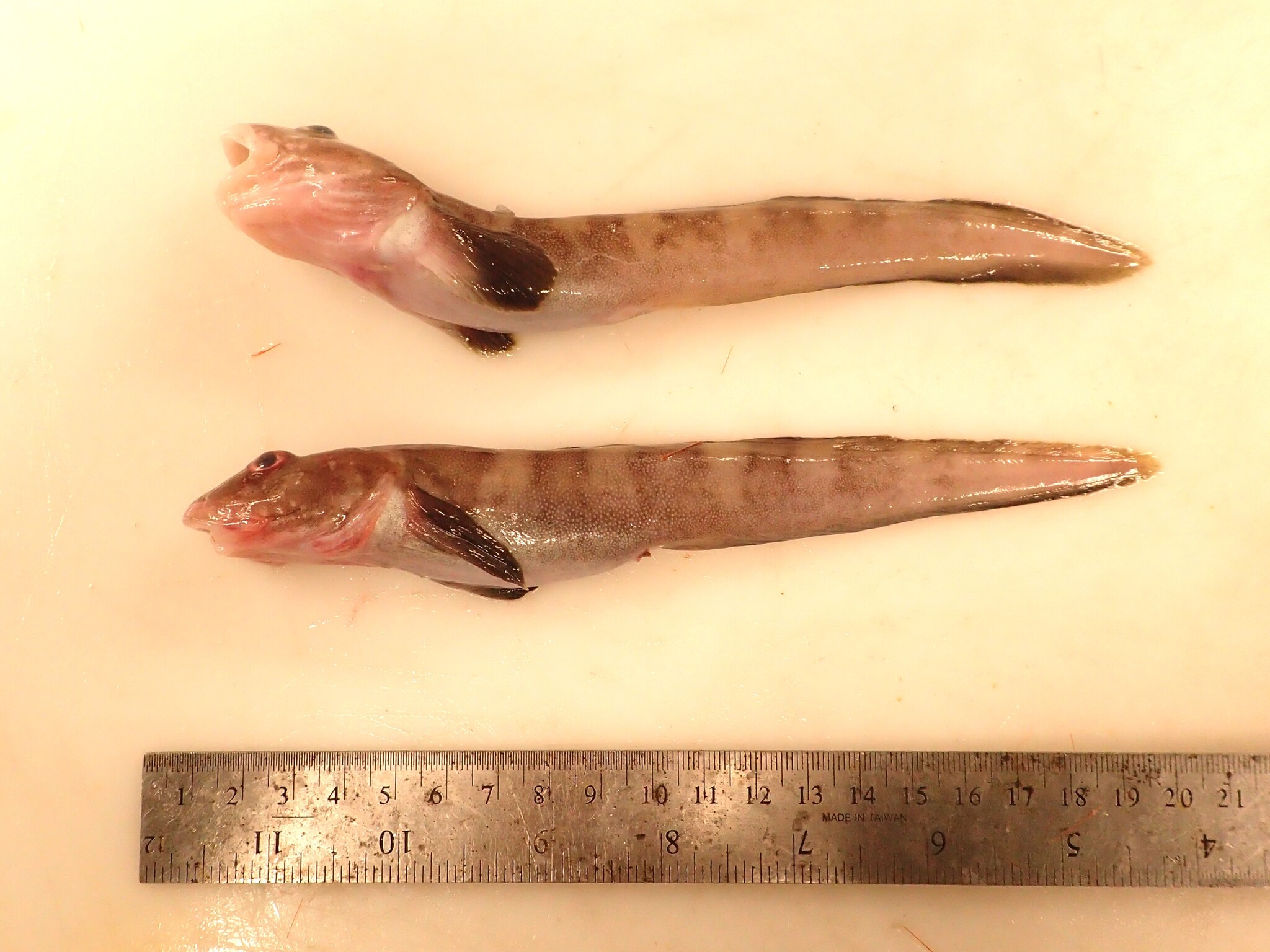 Arctic Eelpout photo 6