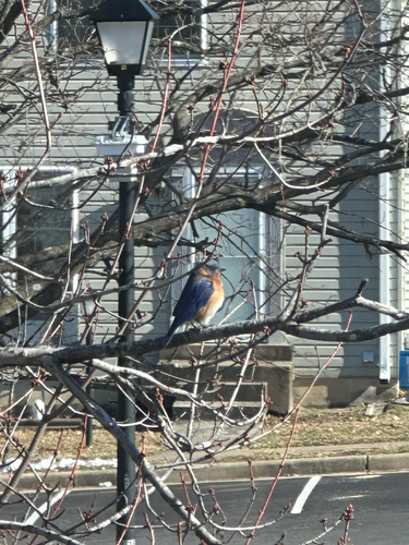 Eastern Bluebird