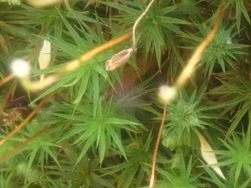 Eastern Haircap Moss (Polytrichum pallidisetum)