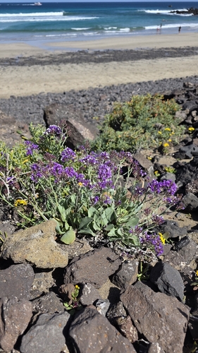 Limonium puberulum, photograph 2