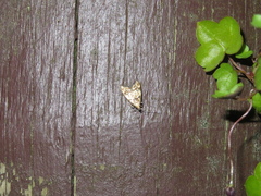 Gymnobathra hamatella