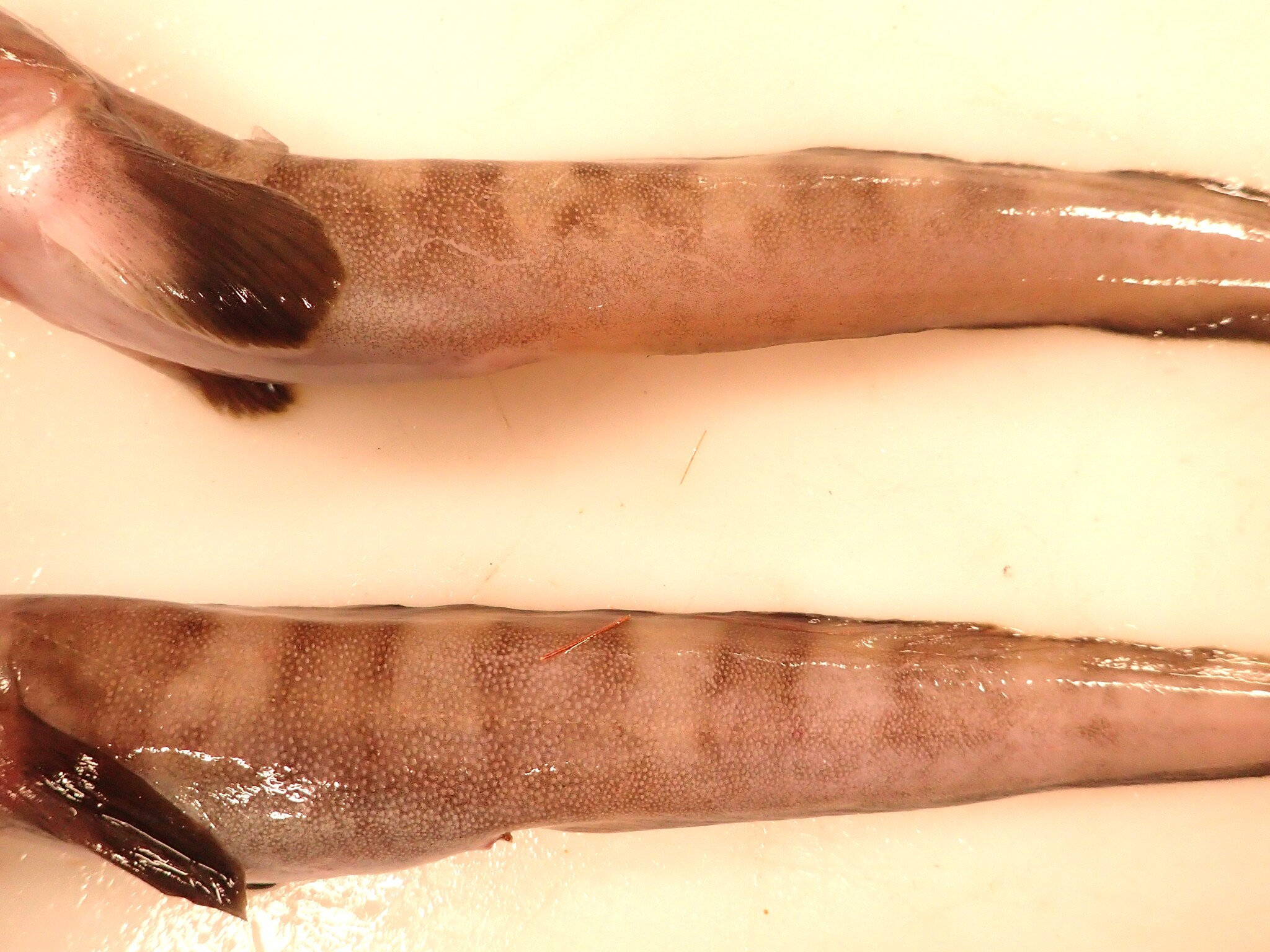 Arctic Eelpout photo 7