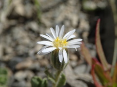 Vittadinia australis
