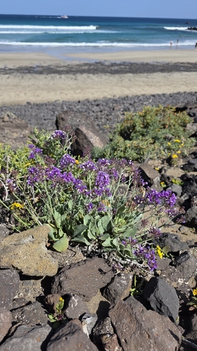 Limonium puberulum, photograph 3