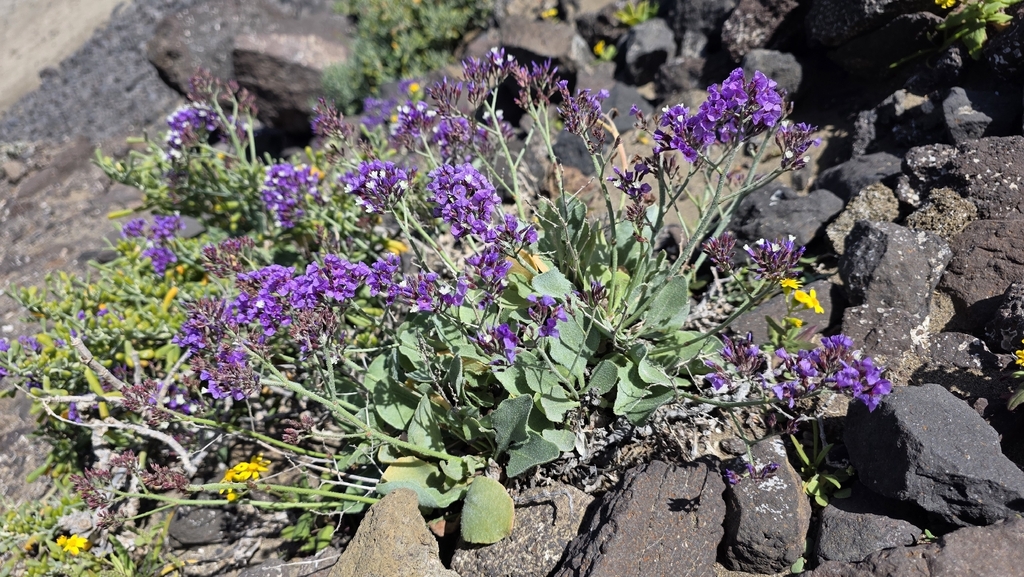 Limonium puberulum; photograph (c) Christoph Moning, some rights reserved (CC BY)