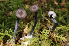 Entoloma lampropus
