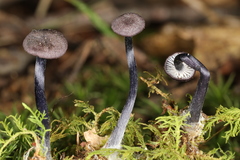 Entoloma lampropus