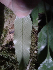 Asplenium lepidotum