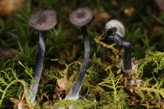 Entoloma lampropus