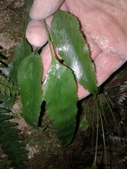Asplenium lepidotum