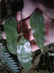 Asplenium lepidotum