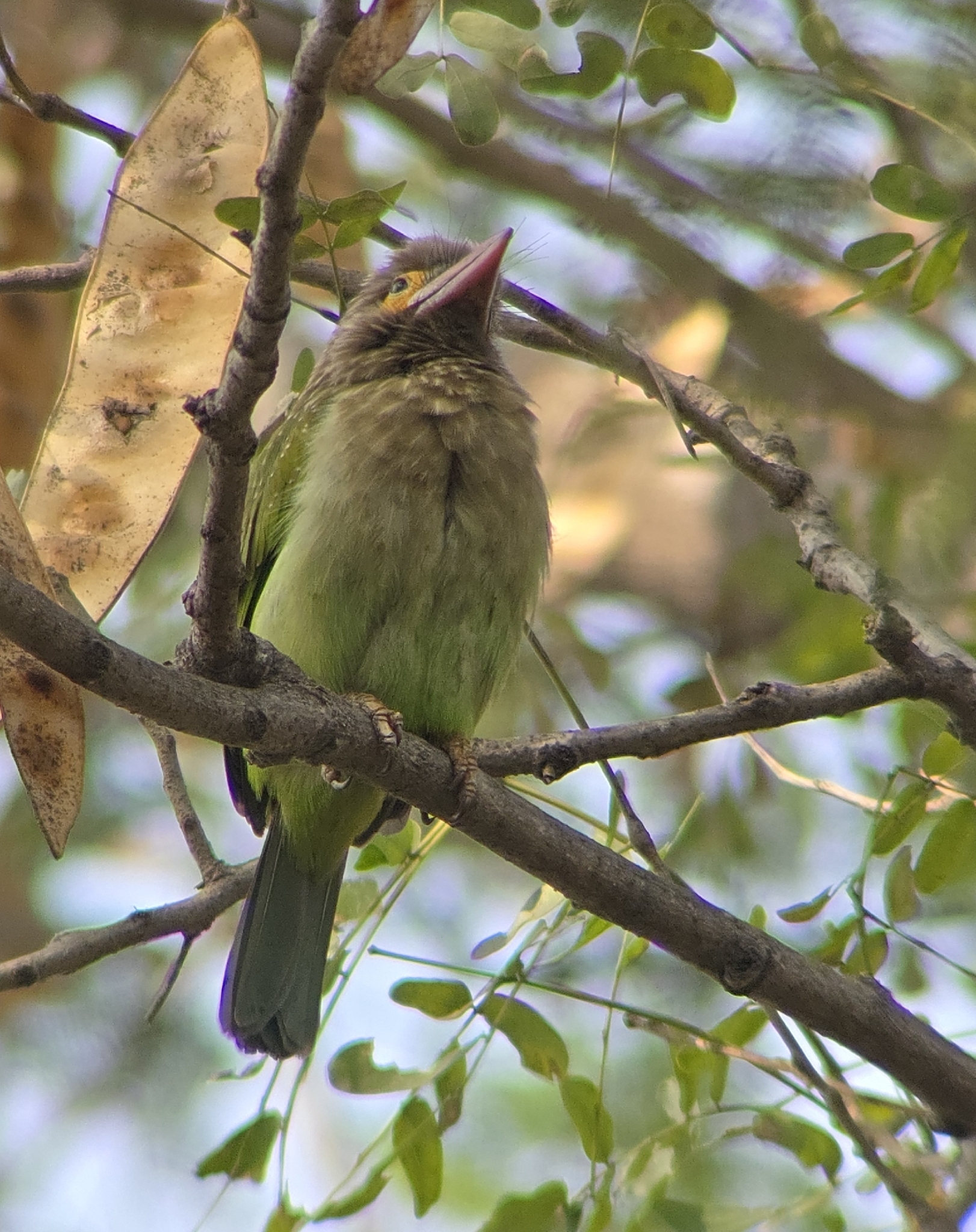 Brown-headed Barbet (Psilopogon zeylanicus), photo 6