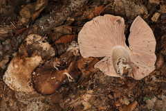 Russula eccentrica
